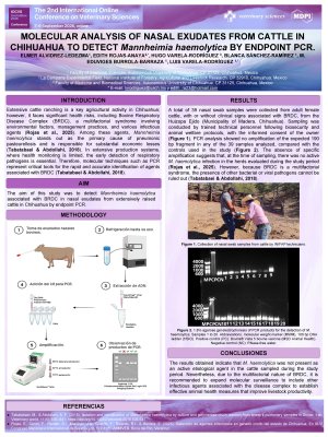 Poster Alvidrez_Elmer IOCVS 2026.pdf
